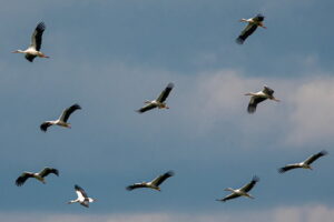 Die Wiederansiedlung des Weißstorchs