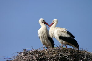 Die Wiederansiedlung des Weißstorchs
