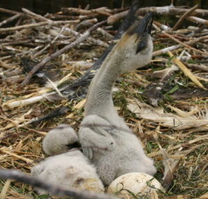 Die Wiederansiedlung des Weißstorchs