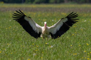 Die Wiederansiedlung des Weißstorchs