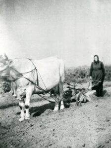 Hermine Albrecht plagt sich 1945 mit dem Pflug