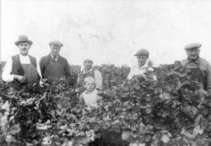 Im Weinberg von Herrmann Messerschmitt